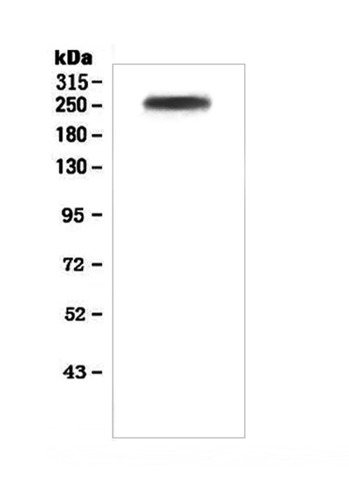 Anti-Factor V/F5 Antibody Picoband®
