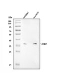 Anti-Aim2 Antibody Picoband®