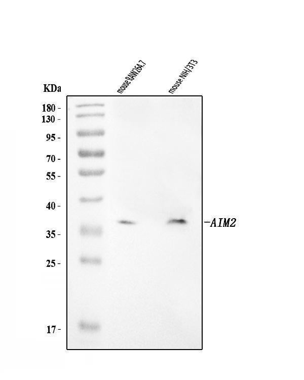 Anti-Aim2 Antibody Picoband®
