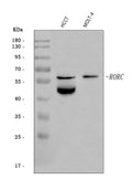 Anti-ROR gamma/RORC Antibody Picoband®