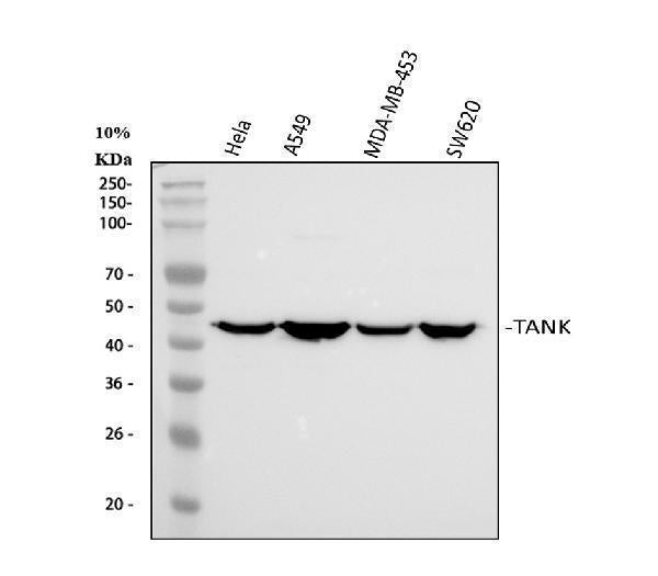 Anti-TANK Antibody Picoband®