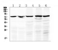 Anti-Raf1 Antibody Picoband®