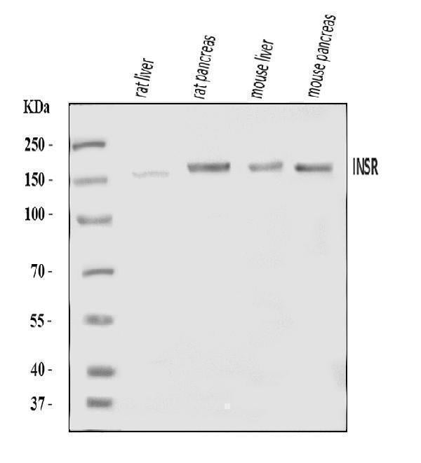 Anti-Insulin Receptor/INSR Antibody Picoband®