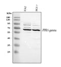 Anti-PPAR gamma/PPARG Antibody Picoband®