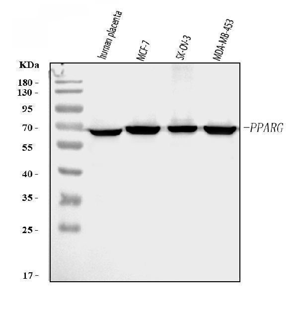 Anti-PPAR gamma/PPARG Antibody Picoband®