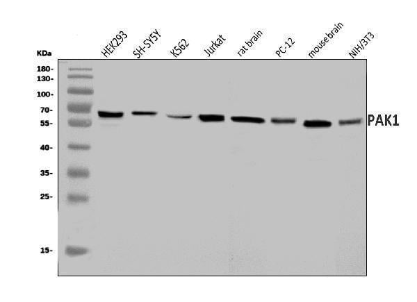Anti-PAK1 Antibody Picoband®