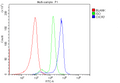 Anti-CXCR2 Antibody