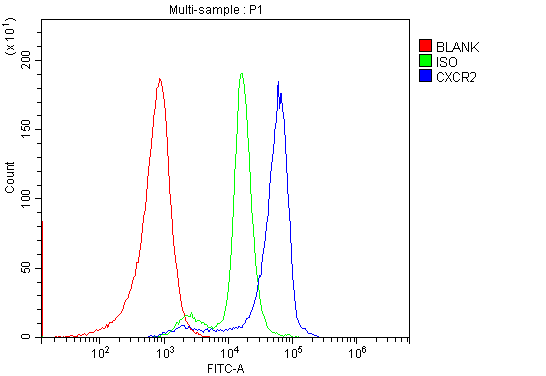 Anti-CXCR2 Antibody