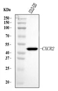 Anti-CXCR2 Antibody Picoband®