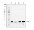 Anti-Beta 2 Microglobulin/B2M Antibody Picoband®