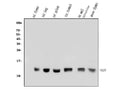 Anti-beta 2 Microglobulin/B2m Antibody Picoband®