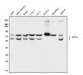 Anti-BCRP/ABCG2 Antibody Picoband®
