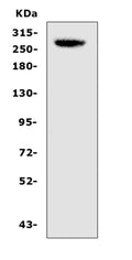 Anti-CAD/CAD Antibody Picoband®