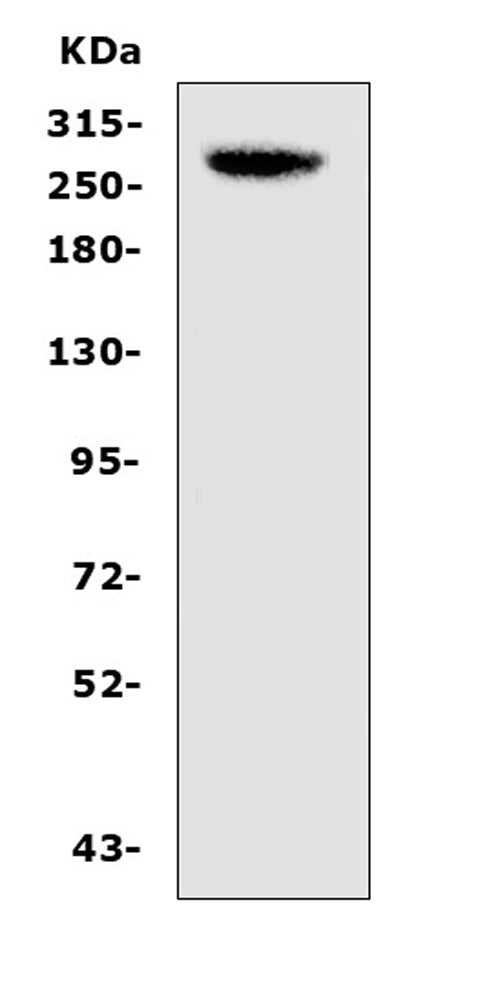 Anti-CAD/CAD Antibody Picoband®