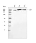 Anti-CAD Antibody Picoband®