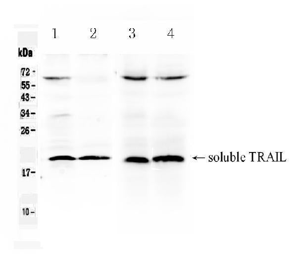Anti-TRAIL/Tnfsf10 Antibody Picoband®
