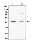 Anti-TRAIL/TNFSF10 Antibody Picoband®