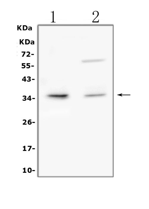 Anti-TRAIL/TNFSF10 Antibody Picoband®