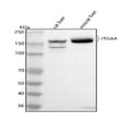 Anti-Integrin Alpha 4/Itga4 Antibody Picoband®