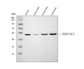 Anti-Antithrombin III/SERPINC1 Antibody Picoband®