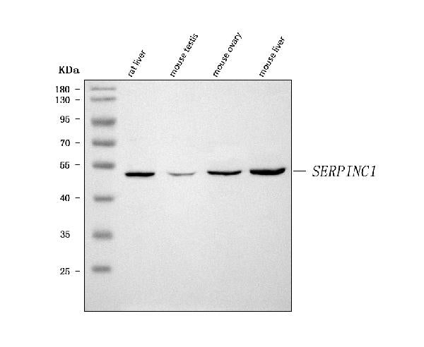 Anti-Antithrombin III/SERPINC1 Antibody Picoband®