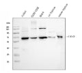 Anti-CD5 Antibody Picoband®
