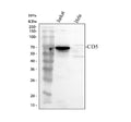 Anti-CD5 Antibody Picoband®