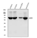 Anti-CD5 Antibody Picoband®