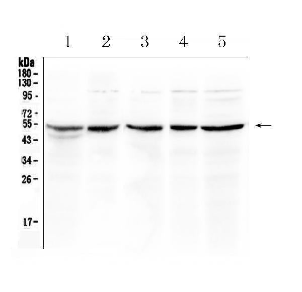 Anti-EIF3e Antibody Picoband®
