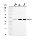 Anti-EIF3E Antibody Picoband®