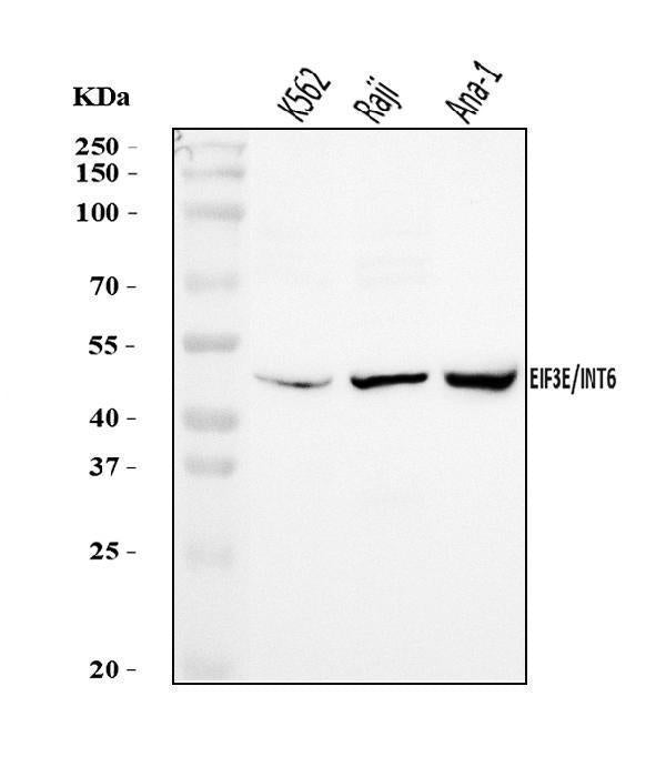 Anti-EIF3E Antibody Picoband®