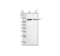 Anti-TPOR/MPL Antibody Picoband®