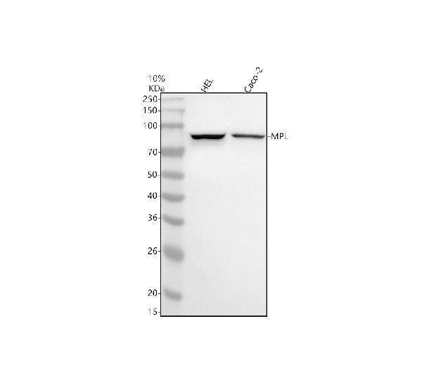 Anti-TPOR/MPL Antibody Picoband®