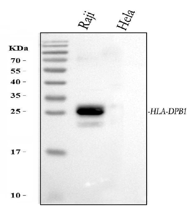 Anti-HLA-DPB1 Antibody Picoband®