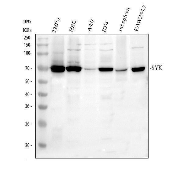 Anti-SYK Antibody Picoband®