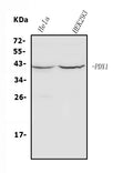 Anti-PDX1 Antibody Picoband®