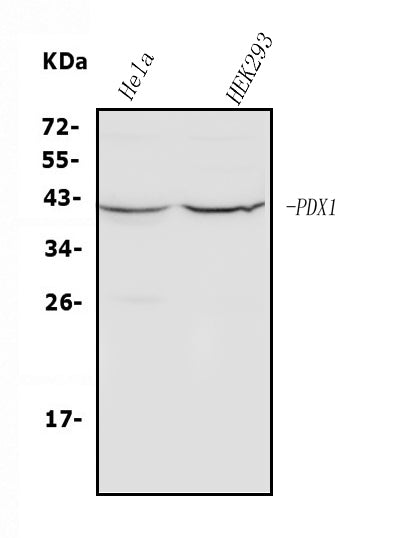 Anti-PDX1 Antibody Picoband®
