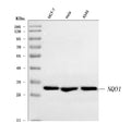 Anti-NQO1 Antibody Picoband®