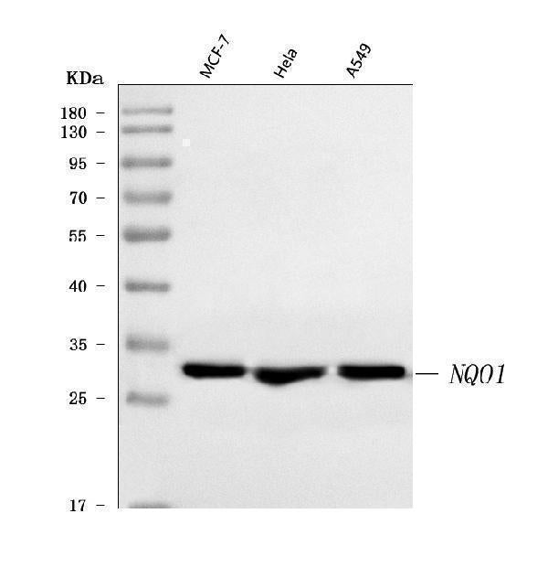 Anti-NQO1 Antibody Picoband®