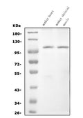 Anti-CARD4/NOD1 Antibody Picoband®