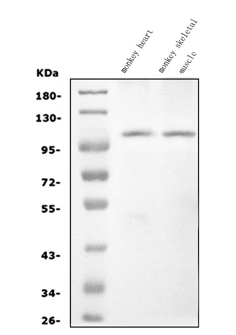 Anti-CARD4/NOD1 Antibody Picoband®