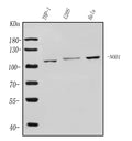 Anti-CARD4/NOD1 Antibody Picoband®