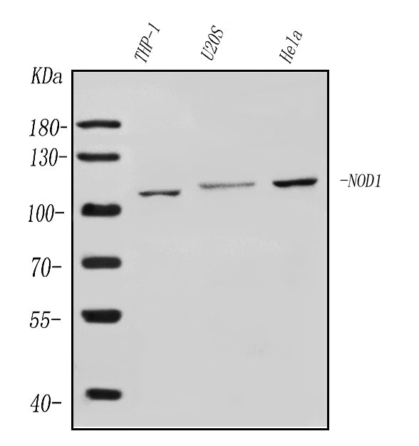 Anti-CARD4/NOD1 Antibody Picoband®