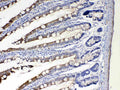 Anti-Cytochrome P450 2D6/CYP2D6 Antibody Picoband®