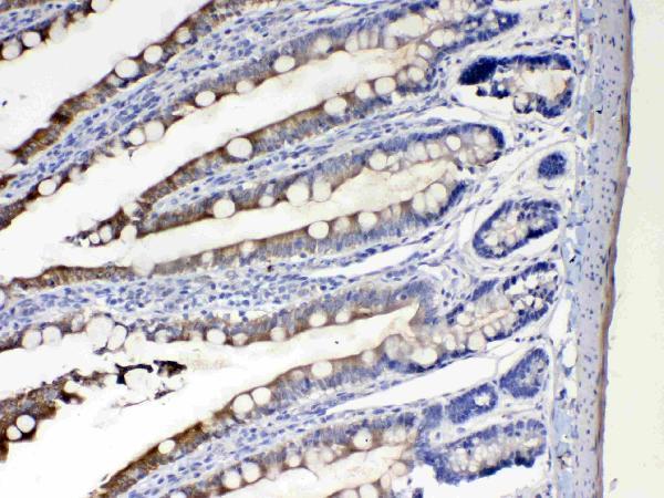 Anti-Cytochrome P450 2D6/CYP2D6 Antibody Picoband®