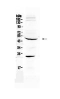 Anti-GATA4 Antibody Picoband®