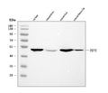 Anti-Hfe Antibody Picoband®