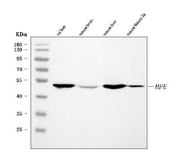 Anti-Hfe Antibody Picoband®