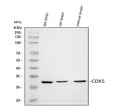 Anti-CDK5 Antibody Picoband®