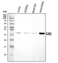 Anti-GJB2 Antibody Picoband®